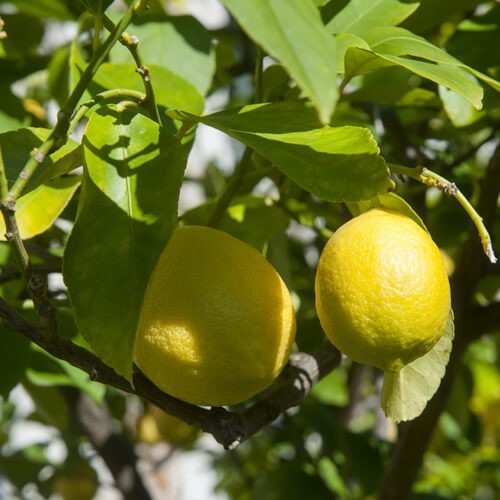 Citrus fruit - Hespered